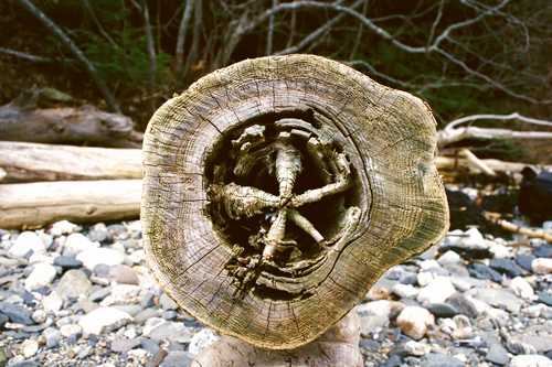 TREE TRUNK STAR